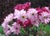 This mixed media piece features a vibrant arrangement of daisies in soft pinks and rich reds, set against a dark, textured...