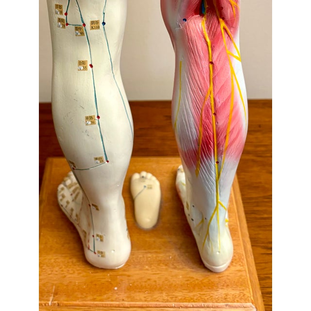 Anatomy of Man Acupuncture Detachable Arms, 1965 For Sale - Image 17 of 18