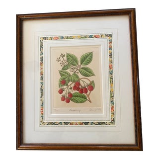 Framed Anne Stromquist Botanical Etching, Raspberry For Sale