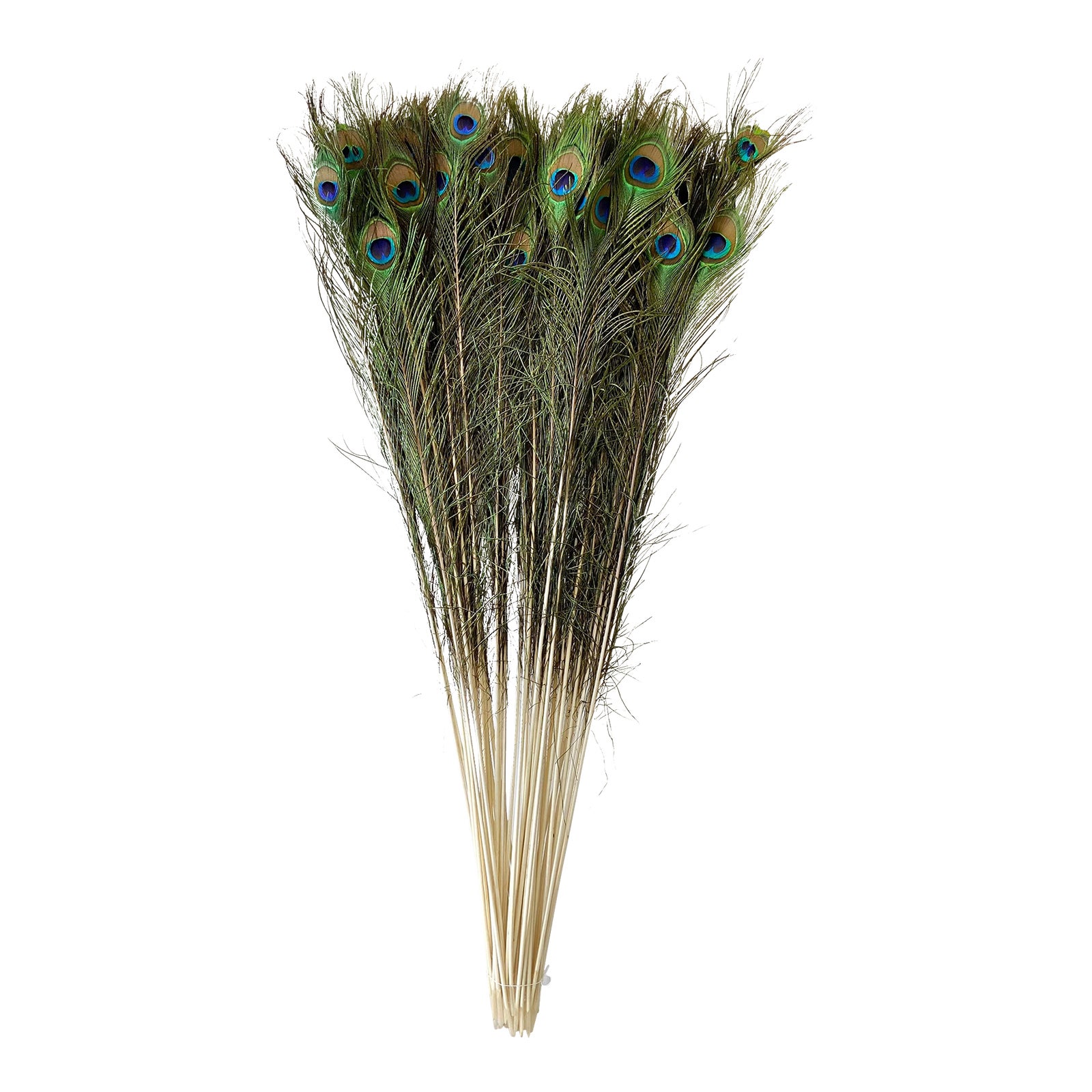 Naturally Shed Tall Peacock Feathers Set of 50 Chairish