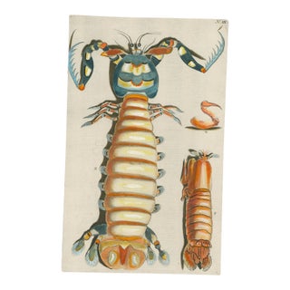 Georg Wolfgang Knorr – Mantis Shrimp & Crustaceans – 18th-Century Engraving with Modern Hand Coloring – Plate III For Sale