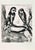 Marc Chagall, LAigle et le Hibou (The Eagle and the Owl), 1952, Etching For Sale