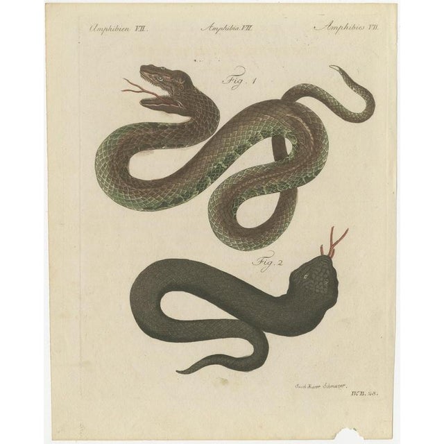 Bertuch, Two Snakes with Open Jaws, 1805, Print For Sale - Image 3 of 12