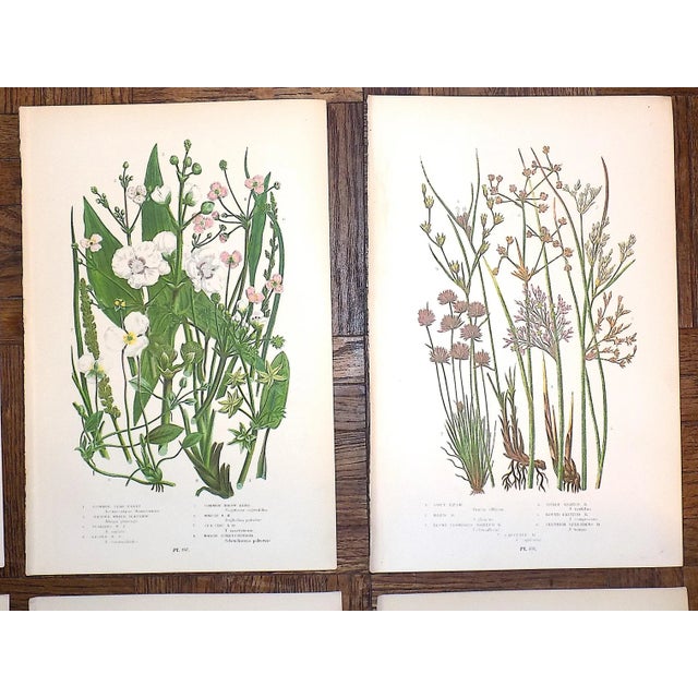 Late 19th Century 19th Century Lithographs - Botanicals - Set of 9 For Sale - Image 5 of 8