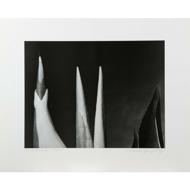 1990s 1990s Mariana Yampolsky "Maguey Capado" Lithographic Photo Print Limited 1 of 250 Signed For Sale - Image 5 of 5