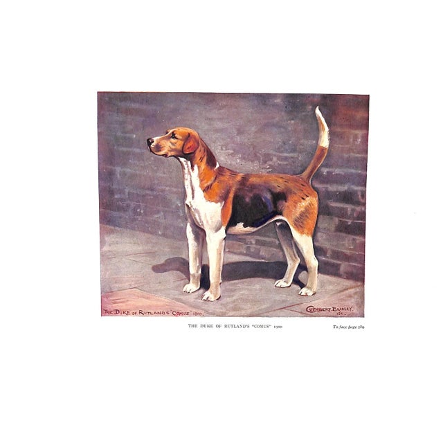 "The Foxhound of the Twentieth Century the Breeding and Work of the Kennels of England" 1914 Bradley, Cuthbert For Sale - Image 9 of 13
