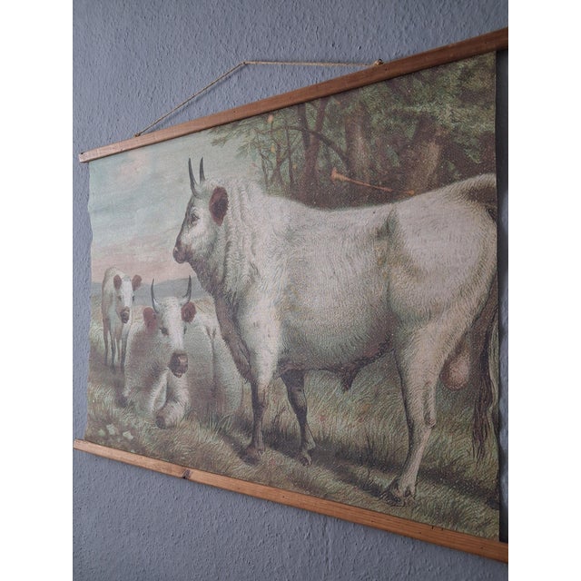 Chillingham Cattle Family Chart For Sale - Image 3 of 5