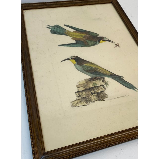 Prideaux John Selby "Bee Eaters European M&f" Hand Colored Etching C.1820s For Sale - Image 11 of 12