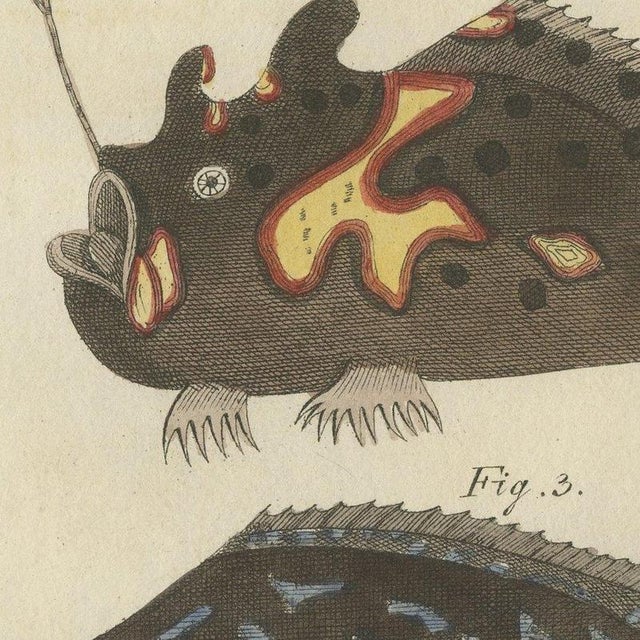 Bertuch, Frogfish with Lure and a Ribbon Fish, 1810, Print For Sale - Image 6 of 12