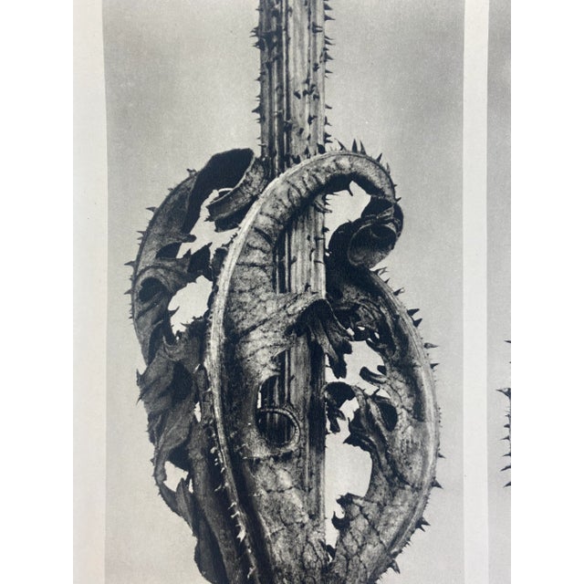 Exquisite Botanical photogravure from famed Wunder In Der Nature portfolio by Blossfeldt . Karl Blossfeldt (1865 - 1932)...