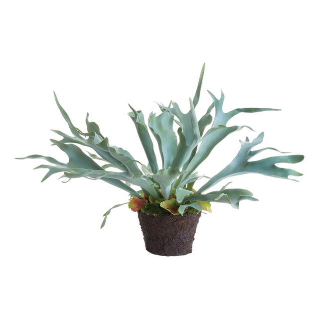 Staghorn Fern Drop-In 21" For Sale