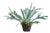 Staghorn Fern Drop-In 21" For Sale