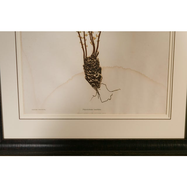 Set of Four 19th Century English Victorian Nature Printed Ferns in Black Frames For Sale - Image 10 of 12