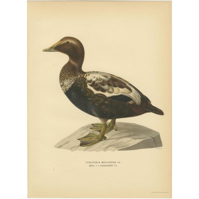 Black Antique Eider Duck Lithographs, Somateria Mollissima, Sweden, 1929, Set of 4 For Sale - Image 8 of 10