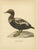 Black Antique Eider Duck Lithographs, Somateria Mollissima, Sweden, 1929, Set of 4 For Sale - Image 8 of 10