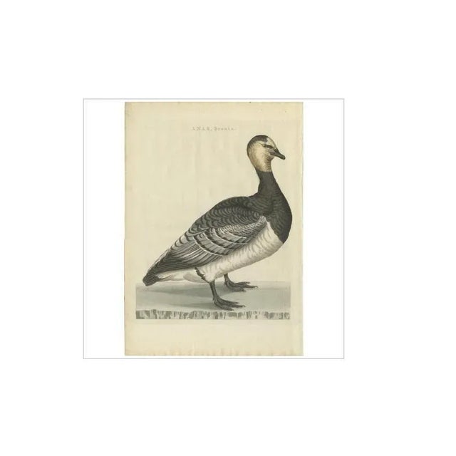 Sepp & Nozeman, Barnacle Goose, 1797, Paper For Sale - Image 4 of 5
