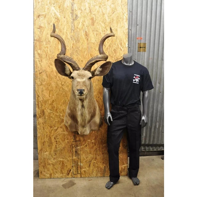 Vintage Greater Kudu African Shoulder Mount Large Taxidermy. Circa Late 20th Century. Measurements (Overall): 54" H x 30"...