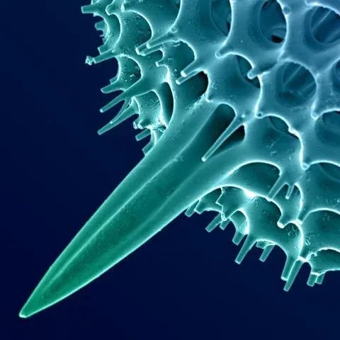 American Super Hex Radiotarian Photograph For Sale - Image 3 of 6