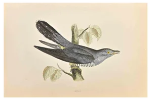 Alexander Francis Lydon, Cuckoo, Woodcut Print, 1870