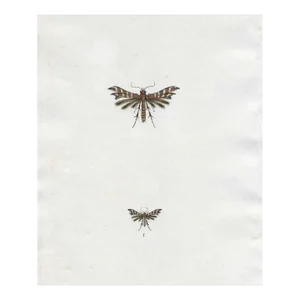 Antique Blue Wing Plume Moth Engraving