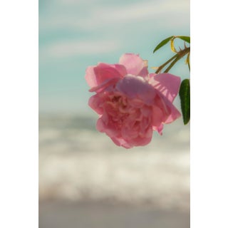 "Floral Focus" Contemporary Fine Art Photographic Print by Artist Ginevra Held, Medium For Sale