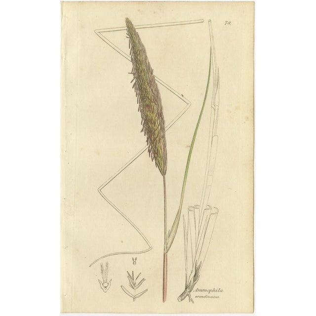 After James Sowerby, Botanical Illustrations of Cottongrass and Coastal Grasses, 1830s, Engravings, Set of 8 For Sale - Image 7 of 10