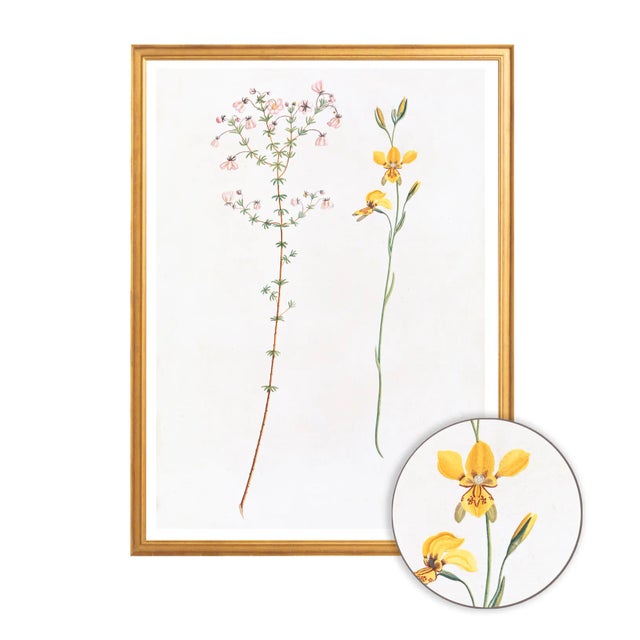 Celerie Kemble Curated Australian Botanical I (40x60) in Gold Frame For Sale - Image 4 of 4