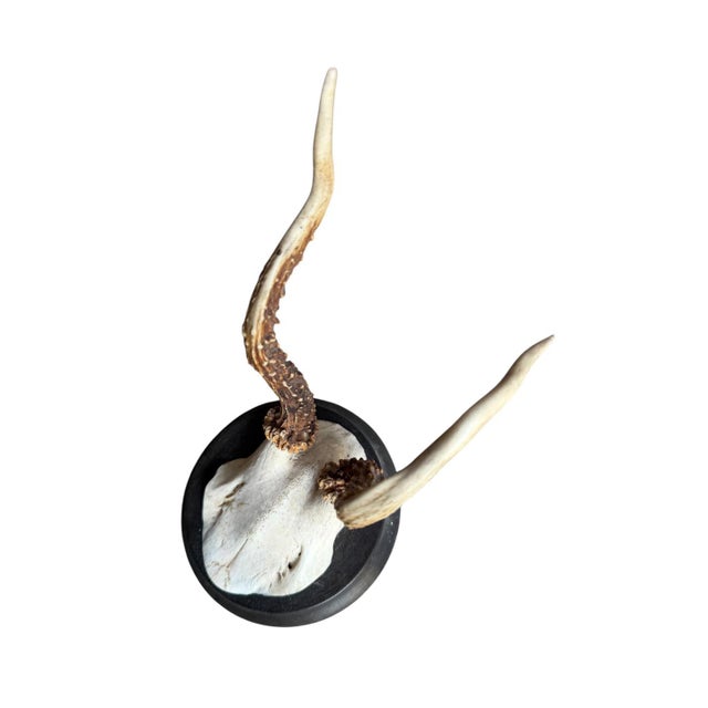 Roe deer trophy on a round wood plaque. Interesting abnormal antlers!
