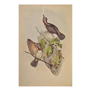Indian Wryneck Birds (Yunx Indica): A 19th C. Gould Hand-Colored Lithograph, 1850 For Sale