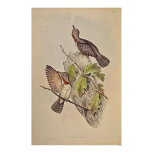 Indian Wryneck Birds (Yunx Indica): A 19th C. Gould Hand-Colored Lithograph, 1850