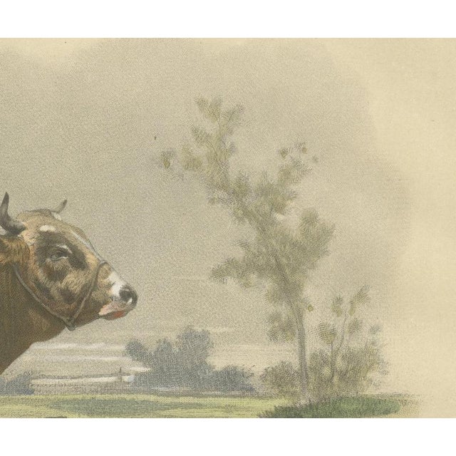 After Van Marcke, Parthenais Bull, , 1873, Paper For Sale - Image 4 of 12