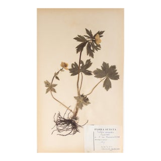 Vintage Swedish Herbarium - Globeflower, Circa 1947 For Sale