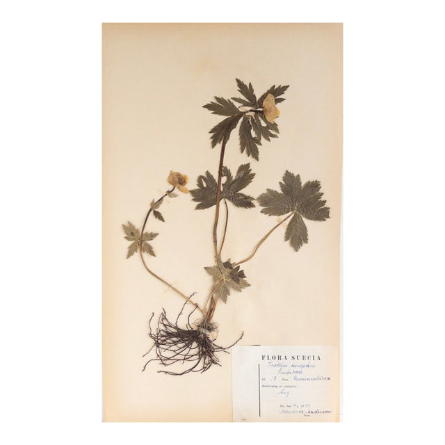 Vintage Swedish Herbarium - Globeflower, Circa 1947 For Sale
