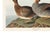 Black Gadwall Duck, Vintage Art Print Reproduction From Birds of America by John James Audubon, 30" X 20" For Sale - Image 8 of 10