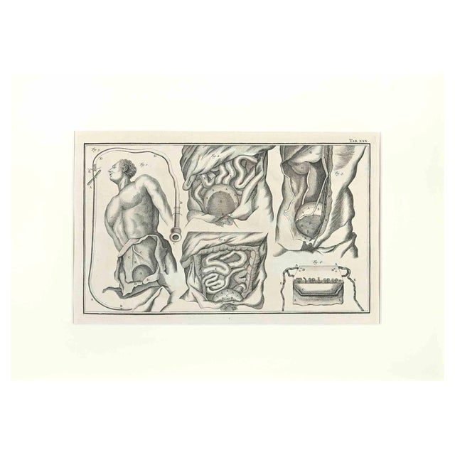 Lorenz Heister, Human Anatomy, Etching, 1750 For Sale