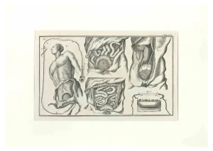 Lorenz Heister, Human Anatomy, Etching, 1750