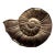 Vintage Brass Nautilus Sea Shell Wall Hanging For Sale