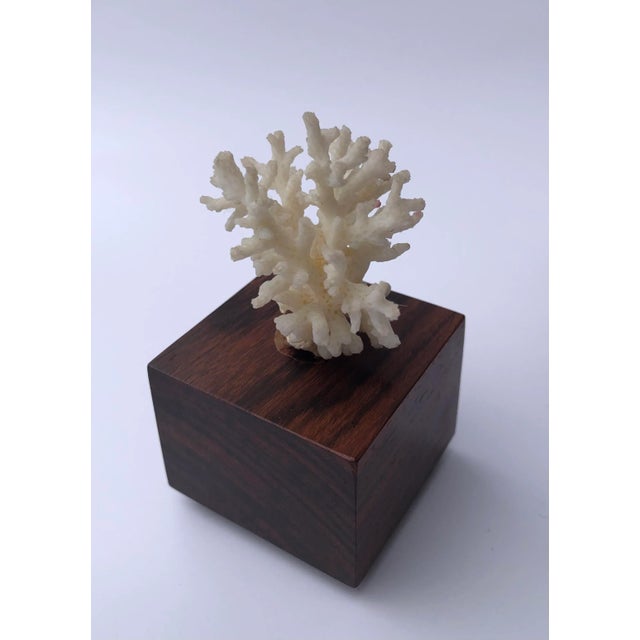 1970s Mounted Coral Fossil Specimens- Set of 2 For Sale - Image 10 of 12