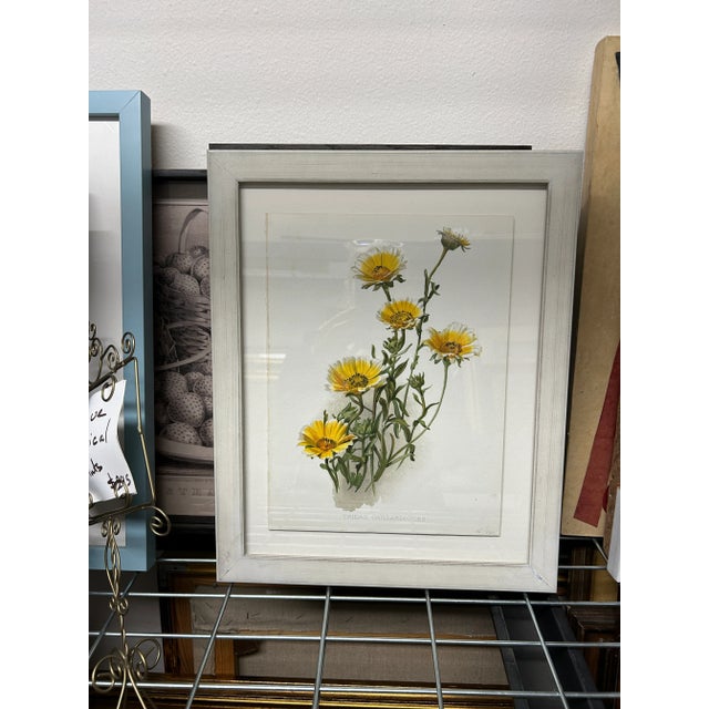Realism Antique Botanical Print Tridax Gaillardioides Original 1904 Print, Framed For Sale - Image 3 of 12