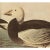 Paper 1966 Vintage Cottage XL Print "Snow Goose" After John James Audubon For Sale - Image 7 of 11