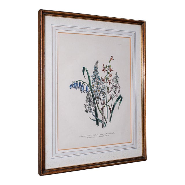 Vintage Botanical Picture, English, Framed, Foliate Art Print, After Jane Loudon For Sale