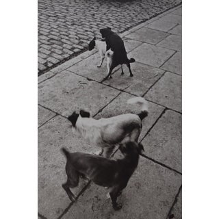 Henri Cartier-Bresson, Dogs, Photolithograph For Sale