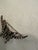 Antique Edwardian Glass Butterfly Brooch, 1900s, in Good conditions. Designed 1890 to 1919