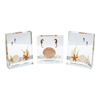 Lucite Sea Life Specimen Sculptures Mid Century Modern For Sale