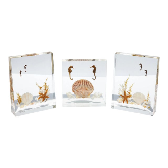 Lucite Sea Life Specimen Sculptures Mid Century Modern For Sale