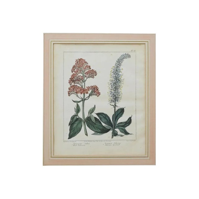Antique Botanical Dining Room Art Bedroom Interior Decoration Framed Pair Botanical Engraving English Country Traditional...
