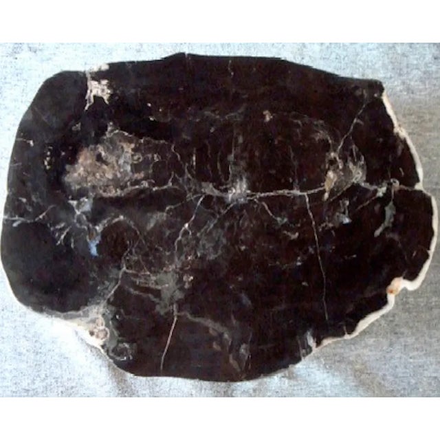 Modern Organic Petrified Wood Stump #815 (Rosewood) - Supellex For Sale - Image 3 of 4