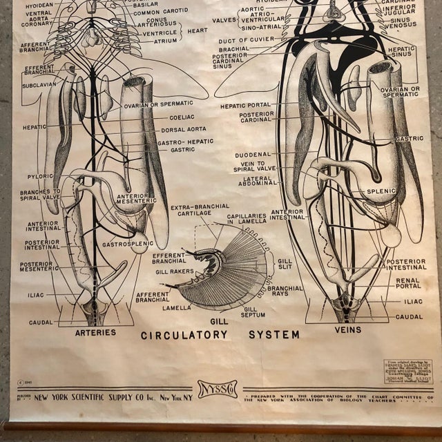 Mid 20th Century Mid 20th Century Educational Zoological Dogfish Anatomy Chart by New York Scientific Co. For Sale - Image 5 of 12