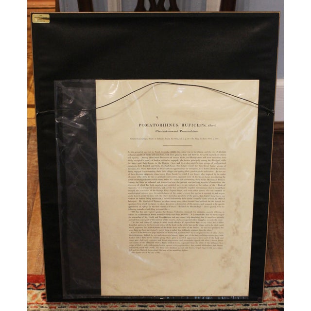 Antique White 1970s English Framed Reproduction of Gould's Chestnut-Crowned Pomatorhinus Lithograph For Sale - Image 8 of 10