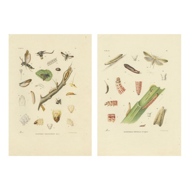Sepp & Brants, Sciapteron Xystophora Moths, 1906, Paper, Set of 2 For Sale